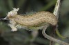Hadena gueneei: Larva in penultimate instar (Samos, May 2014) [S]