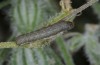Hadena gueneei: Half-grown larva (Samos, May 2014) [S]