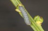 Trigonophora haasi: Young larva (e.l. Spain, Albacete, Pedro Andres, young larvae found in early April 2025) [S]