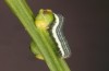 Trigonophora haasi: Young larva (e.l. Spain, Albacete, Pedro Andres, young larvae found in early April 2025) [S]