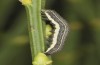 Trigonophora haasi: Half-grown larva (e.l. Spain, Albacete, Pedro Andres, young larvae found in early April 2025) [S]