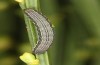 Trigonophora haasi: Half-grown larva (e.l. Spain, Albacete, Pedro Andres, young larvae found in early April 2025) [S]