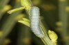 Trigonophora haasi: Half-grown larva (e.l. Spain, Albacete, Pedro Andres, young larvae found in early April 2025) [S]