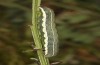 Trigonophora haasi: Half-grown larva (e.l. Spain, Albacete, Pedro Andres, young larvae found in early April 2025) [S]