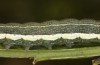 Trigonophora haasi: Half-grown larva (e.l. Spain, Albacete, Pedro Andres, young larvae found in early April 2025) [S]