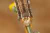 Trigonophora haasi: Larva in the final instar (e.l. Spain, Albacete, Pedro Andres, young larvae found in early April 2025) [S]