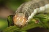 Trigonophora haasi: Larva in the final instar (e.l. Spain, Albacete, Pedro Andres, young larvae found in early April 2025) [S]