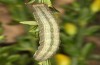Trigonophora haasi: Larva in the final instar (e.l. Spain, Albacete, Pedro Andres, young larvae found in early April 2025) [S]
