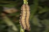 Trigonophora haasi: Larva in the final instar (e.l. Spain, Albacete, Pedro Andres, young larvae found in early April 2025) [S]