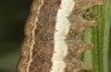 Trigonophora haasi: Larva in the final instar (e.l. Spain, Albacete, Pedro Andres, young larvae found in early April 2025) [S]