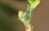 Trigonophora haasi: Young larva (Spain, Albacete, Pedro Andres, young larvae found in early April 2025) [M]