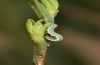 Trigonophora haasi: Young larva (Spain, Albacete, Pedro Andres, young larvae found in early April 2025) [M]