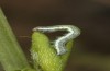 Trigonophora haasi: Young larva (e.l. Spain, Albacete, Pedro Andres, young larvae found in early April 2025) [S]