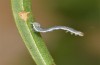 Trigonophora haasi: Young larva (Spain, Albacete, Pedro Andres, young larvae found in early April 2025) [M]