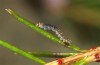 Agrochola haematidea: Young larva (e.o. N-Portugal, female in late October 2013) [S]