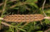 Agrochola haematidea: Raupe (e.o. Nordportugal, Weibchen Ende Oktober 2013) [S]