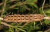 Agrochola haematidea: Larva (e.o. N-Portugal, female in late October 2013) [S]