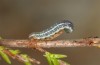 Agrochola haematidea: Young larva (e.o. N-Portugal, female in late October 2013) [S]