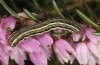 Agrochola haematidea: Half-grown larva in penultimate instar (e.o. N-Portugal, female in late October 2013) [S]