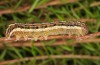 Agrochola haematidea: Raupe (e.o. Nordportugal, Weibchen Ende Oktober 2013) [S]