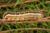 Agrochola haematidea: Larva (e.o. N-Portugal, female in late October 2013) [S]