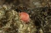 Agrochola haematidea: Egg (e.o. N-Portugal, female in late October 2013) [S]