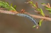 Agrochola haematidea: Young larva (e.o. N-Portugal, female in late October 2013) [S]