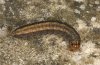 Euxoa hastifera: Half-grown larva (Northern Greece 2011) [S]