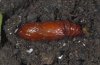 Rhyacia helvetina: Pupa (e.o. N-Alps) [S]