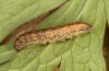 Hoplodrina hesperica: Raupe im vorletzten Stadium (e.l. Spanien, Sierra de Gredos, 1200m, Jungraupe Mitte Oktober 2021) [S]