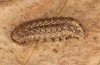 Hoplodrina hesperica: Larva (e.l. rearing, Spain, Sierra de Gredos, young larva in mid-October 2021) [S]