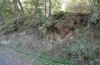 Hoplodrina hesperica: Larval habitat in a Quercus pyrenaica woodland (Spain, Sierra de Gredos, mid-October 2021) [N]