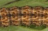 Hoplodrina hesperica: Raupe (e.l. Spanien, Sierra de Gredos, 1200m, Jungraupe Mitte Oktober 2021) [S]