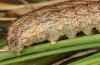 Hoplodrina hesperica: Raupe (e.l. Spanien, Sierra de Gredos, 1200m, Jungraupe Mitte Oktober 2021) [S]