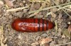 Hoplodrina hesperica: Pupa (e.l. rearing, Spain, Sierra de Gredos, young larva in mid-October 2021) [S]