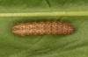 Hoplodrina hesperica: Half-grown larva (e.l. rearing, Spain, Sierra de Gredos, young larva in mid-October 2021) [S]