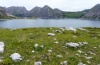 Syngrapha hochenwarthi: Habitat (Vordergrund) am Lüner See, Juli 2011) [N]