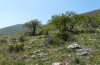Catocala hymenaea: Habitat im Gebiet der Prespa-Seen (N-Griechenland, Vatochori, Mai 2008) [N]