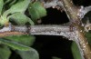 Catocala hymenaea: Halbwüchsige Raupe (N-Griechenland, Siatista, Mai 2014) [S]