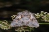 Chloantha hyperici: Falter (Bulgarien, Pirin, 1900m NN, Ende Juli 2013, in einer Lichtfalle) [M]