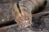 Polymixis iatnana: Larva (e.l. Greece, Samos Island, Ampelos mountains, 900m, early March 2016) [S]