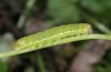 Polymixis iatnana: Half-grown larva (Greece, Samos Island, Ampelos mountains, 900m, early March 2016) [M]