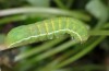 Polymixis iatnana: Half-grown larva (Greece, Samos Island, Ampelos mountains, 900m, early March 2016) [M]