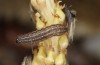 Xanthia icteritia: Half-grown larva (e.o. S-Germany, Stuttgart, March 2021) [S]