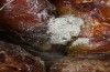 Xanthia icteritia: Egg batch on aspen (S-Germany, Stuttgart, January 2021) [M]