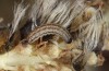 Xanthia icteritia: Half-grown larva (e.o. S-Germany, Stuttgart, March 2021) [S]