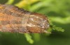 Clytie illunaris: Larva (e.l. rearing, Spain, Cadiz, Barbate river near Vejer de la Frontera, larva in late September 2017) [S]