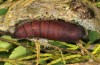Clytie illunaris: Pupa (e.l. rearing, Spain, Cadiz, Barbate river near Vejer de la Frontera, larva in late September 2017) [S]
