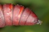 Clytie illunaris: Pupa (e.l. rearing, Spain, Cadiz, Barbate river near Vejer de la Frontera, larva in late September 2017) [S]