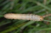 Apamea illyria: Half-grown larva (Oktoner 2009, eastern Swabian Alb, Southern Germany) [S]